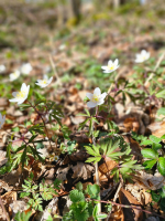 Balade et repas partagé 